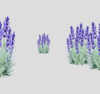 香水植物薰衣草SU模型下载_sketchup草图大师SKP模型