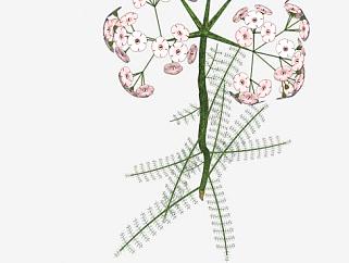 菊科植物蓍草SU模型下载_sketchup草图大师SKP模型