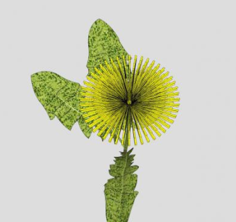 菊科植物蒲公英SU模型下载_sketchup草图大师SKP模型