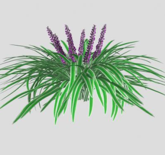 单子叶观花植物SU模型下载_sketchup草图大师SKP模型
