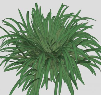 单子叶观叶植物SU模型下载_sketchup草图大师SKP模型