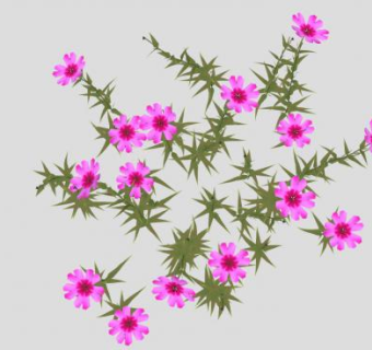 粉色花荵科草本植物SU模型下载_sketchup草图大师SKP模型