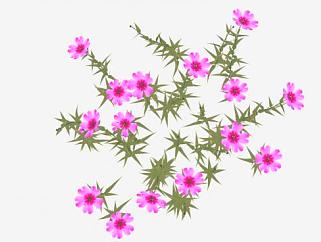 粉色花荵科草本植物SU模型下载_sketchup草图大师SKP模型