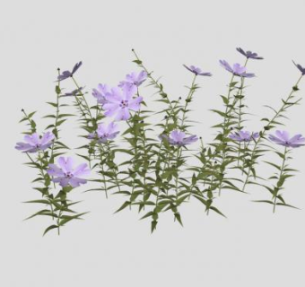 紫色花荵科草本植物SU模型下载_sketchup草图大师SKP模型