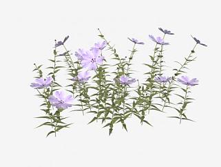 紫色花荵科草本植物SU模型下载_sketchup草图大师SKP模型