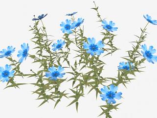 蓝色花荵科草本植物SU模型下载_sketchup草图大师SKP模型