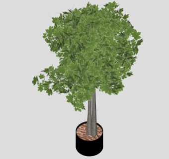 加拿大枫树SU模型下载_sketchup草图大师SKP模型