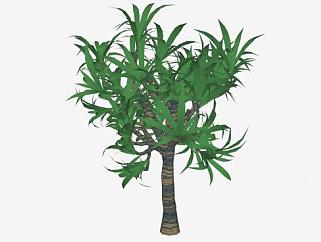 乔木植物丝兰树SU模型下载_sketchup草图大师SKP模型