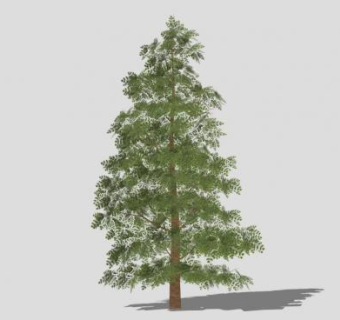 裸子植物红杉树SU模型下载_sketchup草图大师SKP模型
