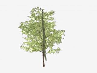 常绿树木植物SU模型下载_sketchup草图大师SKP模型