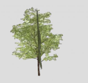 常绿树木植物SU模型下载_sketchup草图大师SKP模型
