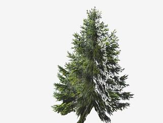 常绿树松树植物SU模型下载_sketchup草图大师SKP模型