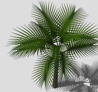 常绿乔木棕榈树SU模型下载_sketchup草图大师SKP模型