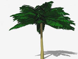 大棕榈树常绿树SU模型下载_sketchup草图大师SKP模型