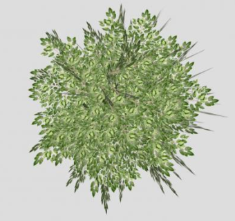 木本植物乔木SU模型下载_sketchup草图大师SKP模型