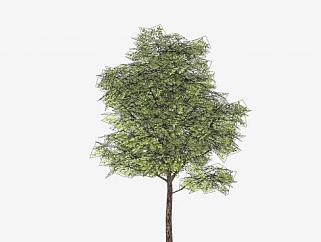 常<em>绿树</em>乔木植物SU模型下载_sketchup草图大师SKP模型