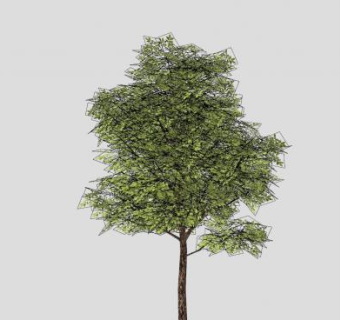 常绿树乔木植物SU模型下载_sketchup草图大师SKP模型