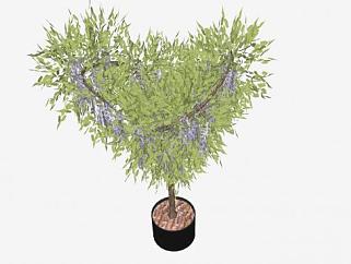 藤本植物<em>紫藤</em>树SU模型下载_sketchup草图大师SKP模型