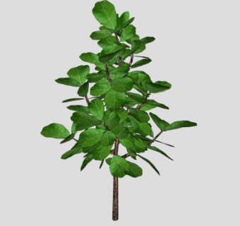 无花果树落叶灌木SU模型下载_sketchup草图大师SKP模型