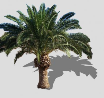 棕榈科常绿乔木SU模型下载_sketchup草图大师SKP模型