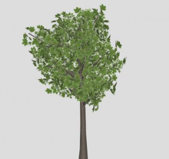 双子叶植物糖枫SU模型下载_sketchup草图大师SKP模型