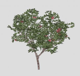 红色鸡蛋花树SU模型下载_sketchup草图大师SKP模型