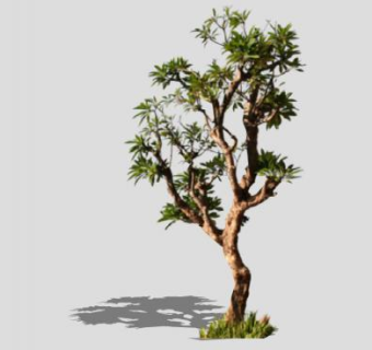 被子植物鸡蛋花树SU模型下载_sketchup草图大师SKP模型