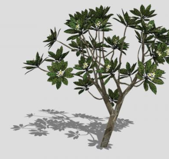 夹竹桃科鸡蛋花树SU模型下载_sketchup草图大师SKP模型