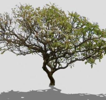 落叶小乔木鸡蛋花树SU模型下载_sketchup草图大师SKP模型