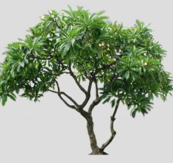 落叶乔木鸡蛋花树SU模型下载_sketchup草图大师SKP模型