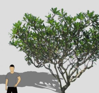 短树干鸡蛋花树SU模型下载_sketchup草图大师SKP模型