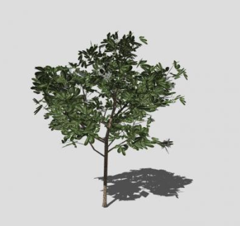 无花落叶乔木SU模型下载_sketchup草图大师SKP模型