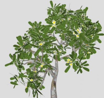白色缅栀花树SU模型下载_sketchup草图大师SKP模型