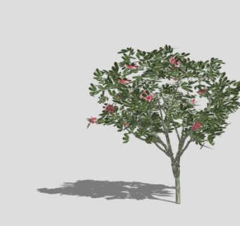 红鸡蛋花树SU模型下载_sketchup草图大师SKP模型