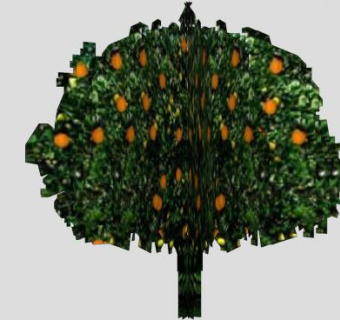 常绿乔木树橘树SU模型下载_sketchup草图大师SKP模型