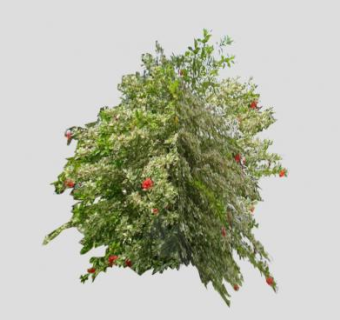 常绿灌木芙蓉花SU模型下载_sketchup草图大师SKP模型