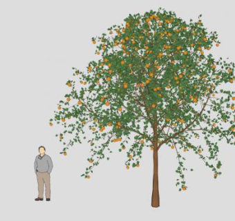 常绿小乔木桔子树SU模型下载_sketchup草图大师SKP模型