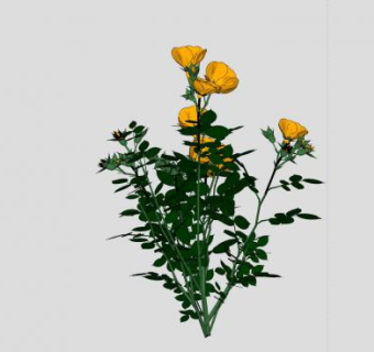 橘色灌木玫瑰花SU模型下载_sketchup草图大师SKP模型