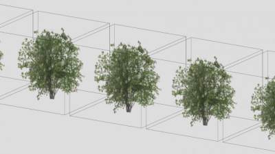 灌木植物山梅花SU模型下载_sketchup草图大师SKP模型