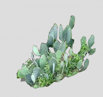 石竹沙漠植物仙人掌SU模型下载_sketchup草图大师SKP模型