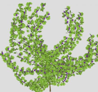 藤本植物葡萄SU模型下载_sketchup草图大师SKP模型