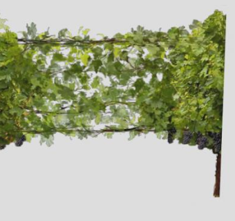 葡萄藤果树SU模型下载_sketchup草图大师SKP模型