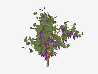 <em>紫</em>葡萄藤树植物SU模型下载_sketchup草图大师SKP模型