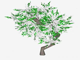 白色<em>紫藤</em>树植物SU模型下载_sketchup草图大师SKP模型