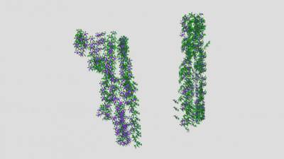 常绿草质藤本铁线莲SU模型下载_sketchup草图大师SKP模型