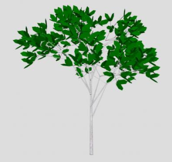 单子叶植物树木SU模型下载_sketchup草图大师SKP模型