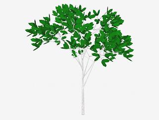 单子叶植物树木SU模型下载_sketchup草图大师SKP模型