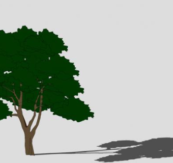 栎属植物物种SU模型下载_sketchup草图大师SKP模型