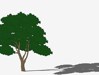 栎属植物物种SU模型下载_sketchup草图大师SKP模型