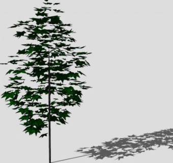 高大乔木枫树SU模型下载_sketchup草图大师SKP模型